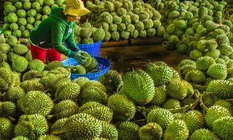 Tin vui với Sầu riêng Việt: Trung Quốc chính thức gia hạn Nghị định thư