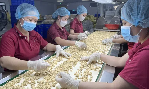 Triển vọng xuất khẩu hạt Điều Việt Nam ra các thị trường ngoài Hoa Kỳ
