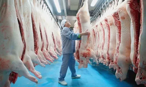 Bộ Nông nghiệp và Môi trường: Chấn chỉnh công tác kiểm soát giết mổ, đặc biệt với lợn chết, bệnh