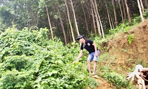 Hành trình từ “Lâm tặc” đến “Người trả nợ cho rừng”: Câu chuyện hồi sinh đại ngàn
