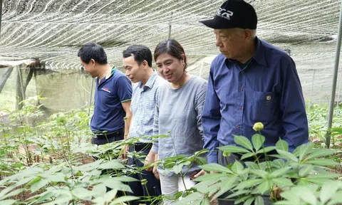Lào Cai: Chuyện hồi sinh dược liệu quý tại HTX Nông nghiệp Cồ Dề Chải