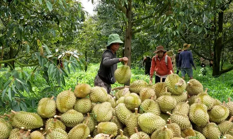 Làm gì để quả "sầu riêng" trở thành trái “vui chung”?