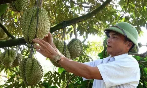 Bài toán sầu riêng Lâm Đồng: Kiểm soát “nóng”, đón “trái ngọt”