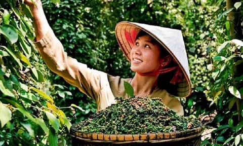 Hồ tiêu Việt Nam: Xuất khẩu tăng vọt, Mỹ trở thành thị trường lớn nhất