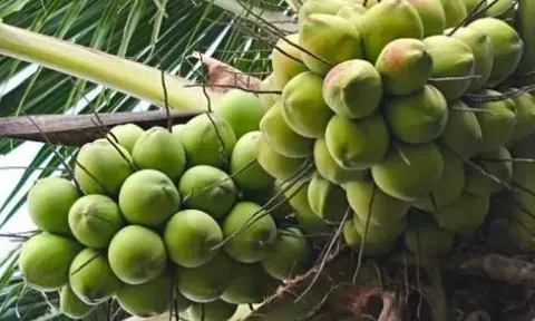 Dừa tưới Việt Nam xuất khẩu chính ngạch: Bước ngoặt lớn và triển vọng vươn ra thế giới 