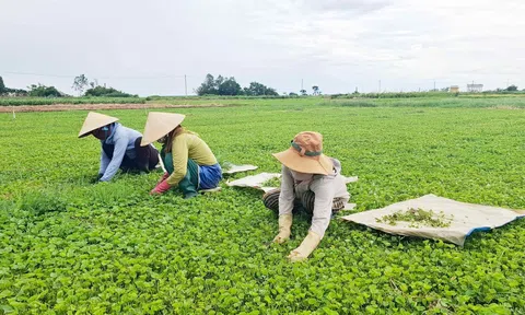 Rau má Quảng Thọ: Từ cây xóa nghèo đến nông sản tiền tỷ