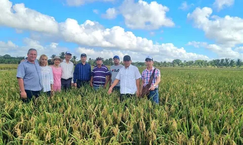 Hạt gạo Việt Nam - Cuba: Tình hữu nghị vượt qua bao thử thách