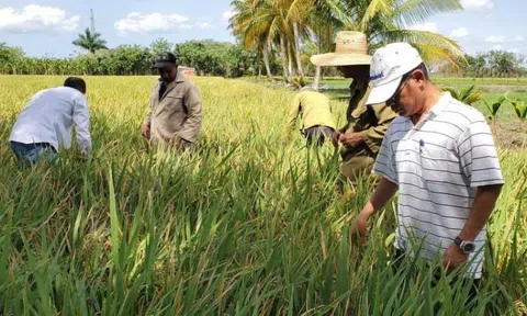 Tình hữu nghị Việt Nam - Cuba: Từ hạt giống hạnh phúc đến trái ngọt trên cánh đồng Cienfuegos