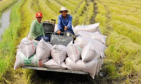 Việt Nam tăng tốc xuất khẩu gạo, củng cố vị thế số 2 thế giới