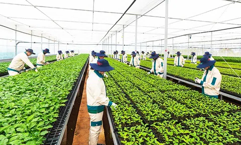 Gia Lai vươn mình, trở thành trung tâm nông nghiệp công nghệ cao của cả nước