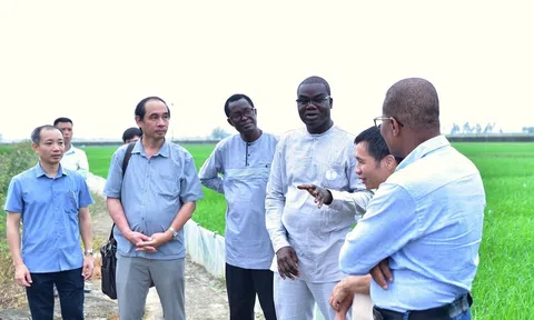 Senegal học hỏi kinh nghiệm từ Việt Nam: Hợp tác giống cây trồng và thu hút khu vực tư nhân