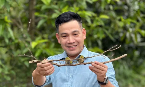 Chim Vành Khuyên: Vẻ đẹp giản dị và những điều thu hút đặc biệt