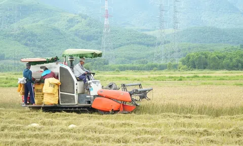 Huế chạy đua với bão 5, khẩn trương thu hoạch lúa hè thu 2025