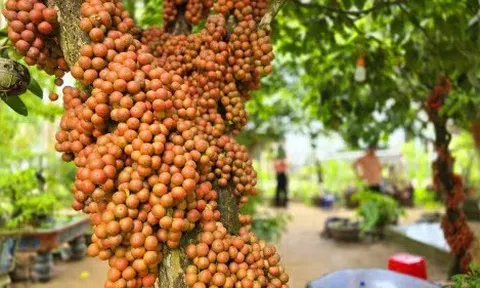 Vườn dâu da đỏ Gia Lai và câu chuyện làm du lịch độc đáo