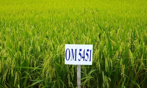 Đột phá công nghệ AI trong ngành lúa gạo: "Chìa khóa" nâng tầm chất lượng giống Việt