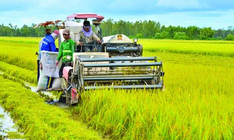 Gạo Việt Nam lập kỷ lục mới: Đòn bẩy cho tăng trưởng bền vững