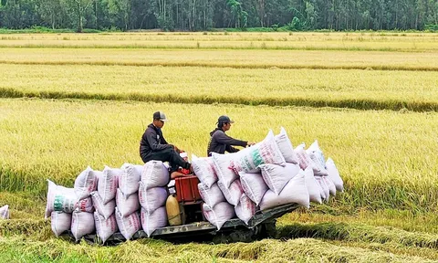Giải pháp nào cho xuất khẩu gạo Việt khi thị trường bất ổn?