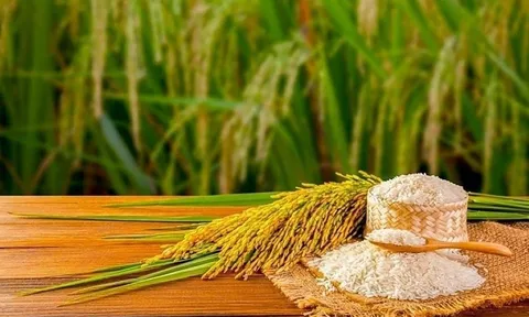 Ứng dụng AI kiểm soát chất lượng: Giải pháp nâng cao vị thế giống lúa Việt Nam