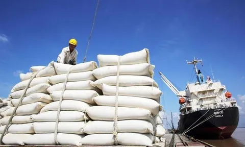 Đa dạng hóa và nâng cao giá trị để ngành lúa gạo Việt Nam bứt phá