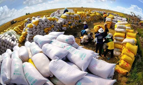 Philippines tạm dừng nhập khẩu gạo: Doanh nghiệp TP.HCM cần chủ động ứng phó