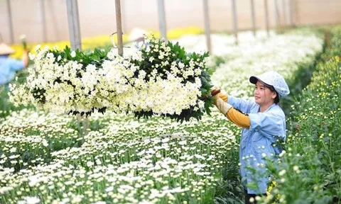 Hoa cây cảnh Việt Nam dưới góc nhìn “tối ưu toàn cục”