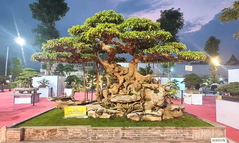 Tác phẩm Cây cảnh nghệ thuật “Lưỡng Mai Vạn Thọ": Bảo vật quý gắn với dòng họ Nguyễn Gia (Triều Khúc - Hà Nội)
