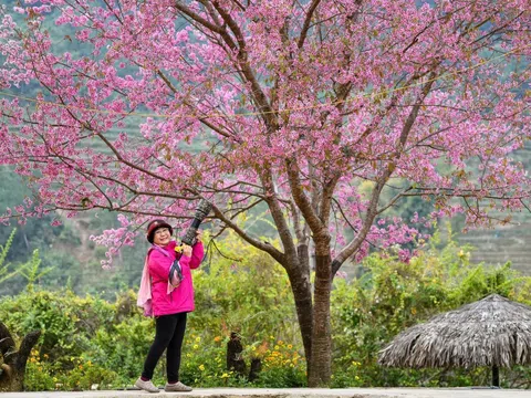 PHOTO: Sắc hoa bung nở trên Mù Cang Chải