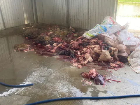 5 tấn nội tạng, thịt lợn thối tại cơ sở giết mổ tại Khánh Hoà sẽ đi về đâu nếu không bị phát hiện?
