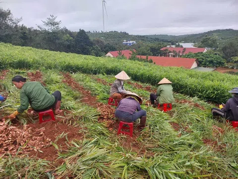 Đắk Nông: Nông dân vào mùa thu hoạch gừng phục vụ tết