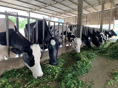 Xây dựng chuỗi liên kết tiêu thụ trong chăn nuôi bò sữa