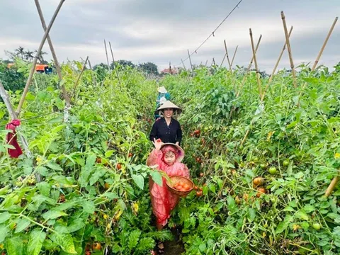 Khám phá du lịch nông nghiệp ở Giang Biên