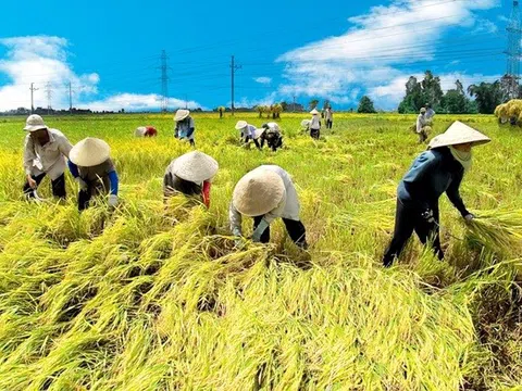 Thị trường nông sản: Giá lúa ít biến động