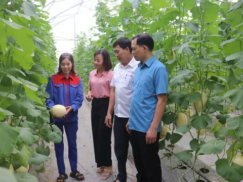 Vĩnh Phúc: Hội nghị tham quan đầu bờ Mô hình sản xuất dưa lê Cẩm Ngọc trong nhà lưới vụ Xuân năm 2024 tại thị trấn Tứ Trưng