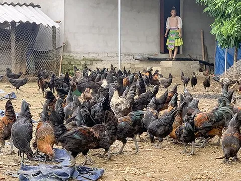 Thái Nguyên: Hướng đến phát triển nông nghiệp xanh thông qua tái cơ cấu chăn nuôi