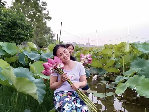 Ý nghĩa của hoa sen trong đời sống tinh thần người Việt