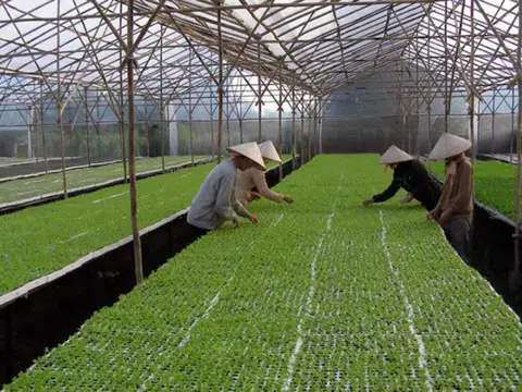 Đà Nẵng gặp khó khăn trong việc thu hút đầu tư vào nông nghiệp công nghệ cao