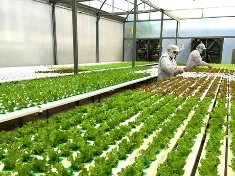 Nông nghiệp đô thị Việt Nam: Cơ hội và thách thức trên con đường phát triển