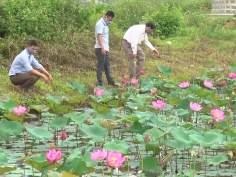 Chuyển đổi đất trồng lúa kém hiệu quả sang trồng sen: hướng đi mới cho nông dân xã Triệu Hòa