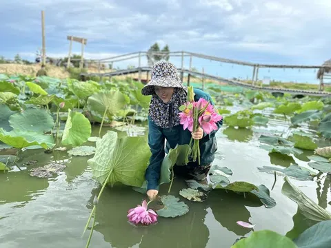 Hà Tĩnh: Vùng đầm lầy bỏ hoang được hồi sinh nhờ trồng sen