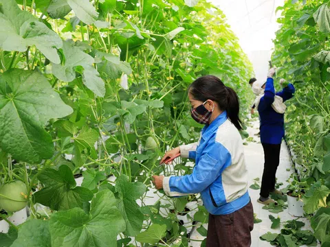 Ngành Nông nghiệp Việt Nam tiếp tục đà tăng trưởng trong bối cảnh khó khăn