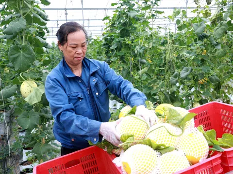 Vĩnh Phúc: Tam Dương hướng sản xuất nông nghiệp sạch và an toàn toàn, góp phần tạo việc làm và thu nhập ổn định cho người dân