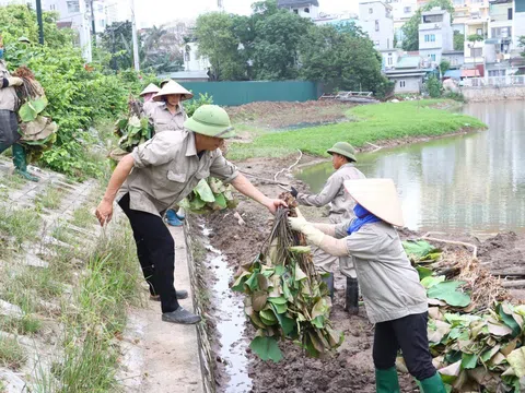 Trồng sen giống mới - Hướng đi hiệu quả của nông nghiệp Hà Nội