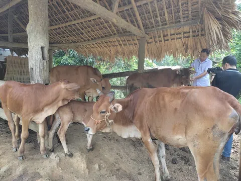 Tuyên Quang: Minh Quang (Lâm Bình) hỗ trợ nuôi bò sinh sản, tạo sinh kế giúp người dân thoát nghèo