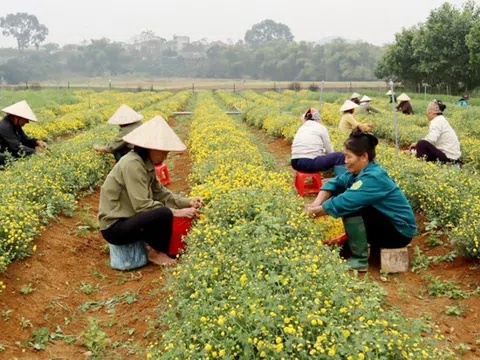 Cây dược liệu Hà Nội: Động lực phát triển kinh tế nông nghiệp bền vững