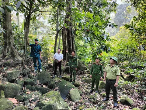 Tuyên Quang: Giữ rừng đặc dụng Cham Chu