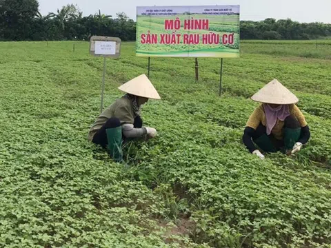 Vĩnh Phúc: Đưa nông sản sạch tới người tiêu dùng