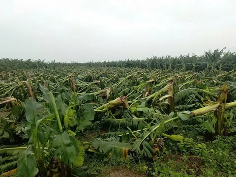 Nông nghiệp Hà Nội chịu thiệt hại nặng nề sau cơn bão số 3: Nỗ lực khắc phục hậu quả