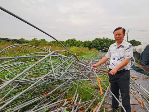 Bão Yagi gây thiệt hại nghiêm trọng cho các làng hoa Văn Giang: Nguồn gen quý và bài toán khôi phục