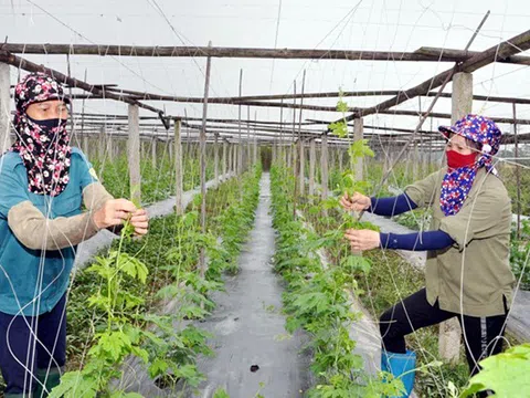 Vĩnh Phúc: Phát triển nền nông nghiệp xanh gắn với bảo vệ môi trường 