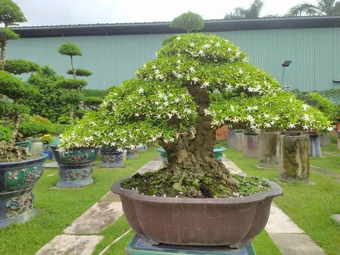 Loại cây hoa thơm nức mũi, lên chậu thành bonsai, có cây giá 1,2 tỷ đồng